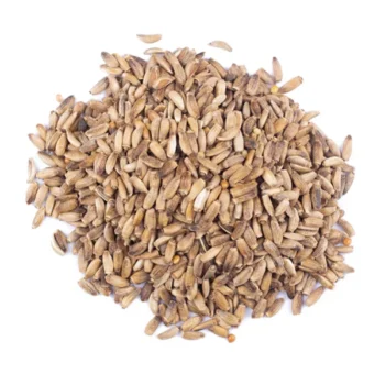 Chardon Marie (شوك الجمل)