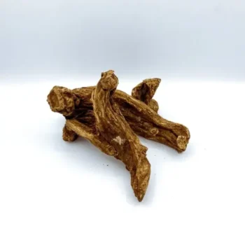 Costus Indien (القسط الهندي)