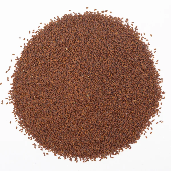 Graines de Cressons (حب الرشاد)