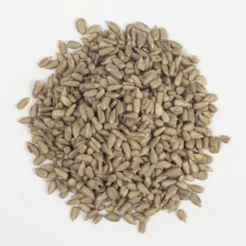 Grains de Tourne Sol (بدور دوار الشمس)