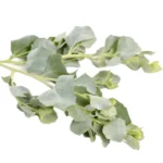 Gtaf Hlou (قطف حلو)